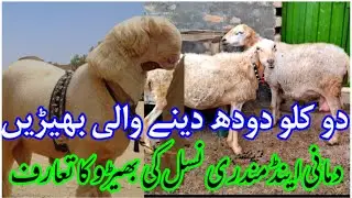 Introduction of Damani and Mundri sheep Breed in Pakistan? sheep farming business