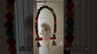 Как завоевать доверие волнистых попугайчиков #птицы #попугай #волнистый попугайчик #попугайчик #р...