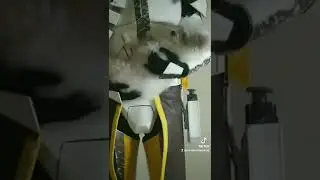 Commander Bly and a Dog?