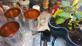 Transplanting  pepper plants(over wintering)and rosemary plants. Fall garden update #garden 