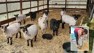 Sheep shearing day on the farm plus Shetland wool talk and so much more wool talk (Episode 103)