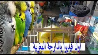 دهبنا عند أفضل بائع الطيورر في مدينة الرباط