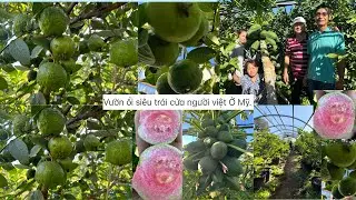 Vườn ổi siêu trái cửa người việt Ở Mỹ.oklahoma tx dt;405-651-0692; minh.co bán trái.và cây 🙋‍♂️# 419