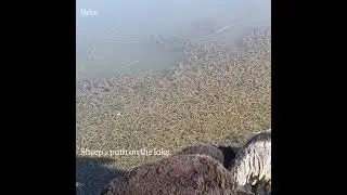 Sheep's path on the lake of small River.