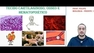 TECIDO CARTILAGINOSO, ÓSSEO E HEMATOPOIÉTICO