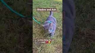Do cats like cat leashes? 🙀 #lovedandforgiven #cat #animals #train