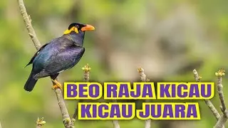 beo gacor untuk masteran