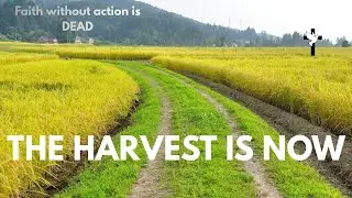 The Harvest is NOW! ALL Forward: Faith Without Action is DEAD.