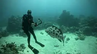 Great Barrier Reef 28.12.2024 Potato Cod at Cod Hole