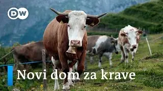 Štale na vodi za sretne krave