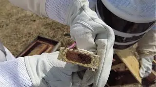 🐝 Installing Package Bees: How We Start the Beekeeping Season