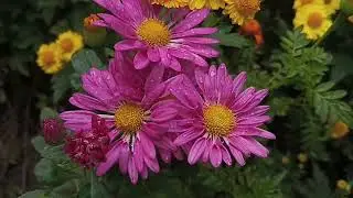 Beautiful Flowers || Flowers Can Dance || Beautiful Video of Flowers  Hello Spring 🌼🌱 || #spring 