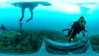 Cook Island dive with Kirra Dive