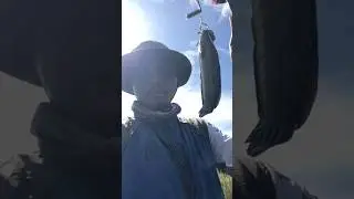 #fishing #fish #shortvideos #viral #short #indonesia