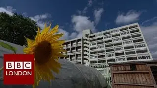Urban farm helping vulnerable children - BBC London