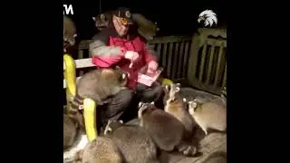 Worrying about orphaned and hungry raccoons, an old man came to feed them on a freezy night...💖💖💖💖💖