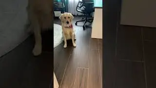 How To Train A Therapy Dog 🥰 #pets #dog