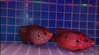 Драгоценная цихлида (Hemichromis bimaculatus)