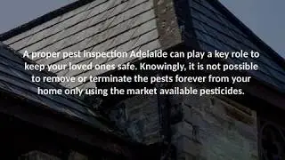 A proper pest inspection Adelaide can safe your deram house