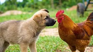 German Shepherd Meets a Rooster for the First Time||Puppy k9 training 🇺🇸
