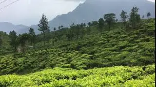 Singara Tea Estate, Coonoor. #mustvisitplace #mesmerisingview Visit @www.wandererez4life.com
