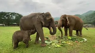 Baby Elephant Pyi Mai Sucking Nanny&rsquo;s Milk - ElephantNews