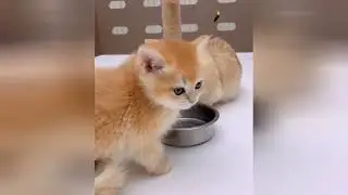 Cute kittens playing sweetly to brighten your entire day