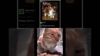 Credit: @VaazkLShorts #cat #memes #funny #cute #anotherbrickinthewall #silly #meme #yt #youtube