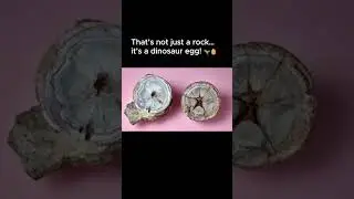 Crystal Dinosaur Egg &ndash; Agate Fossil Discovery 🦖✨ #dinosauregg  #agatefossil #fossilfinds