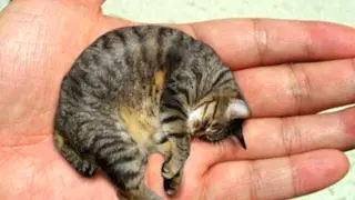 10 SMALLEST ANIMALS IN THE WORLD