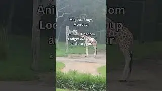 Magical Stays Monday: Disney&rsquo;s Animal Kingdom Lodge 🦒#disney #animalkingdom #magicalstaysmonday