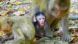Heart-Touching Wildlife Moment &ndash; Monkey Mom Protects Her Baby 💛🐒
