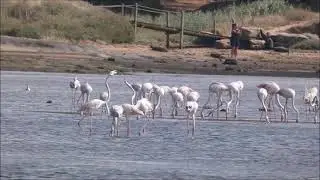 FLAMINGOS NA LAGOA DE OBIDOS 22 07 22