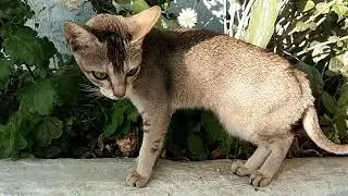 Cat New videos ll Cute Baby Kitten ll Billi 