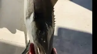 Treasure Coast Florida offshore reef fishing | PB Black Sea Bass, Mutton Snapper, Cobia