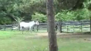 Lipizzans