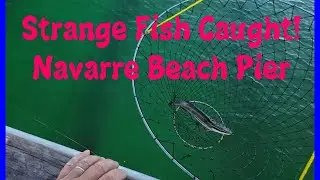 Crazy Looking Fish Caught from the Navarre Pier