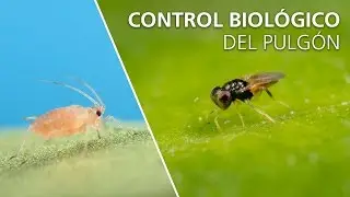 Control biol&oacute;gico del pulg&oacute;n - Aphelinus abdominalis