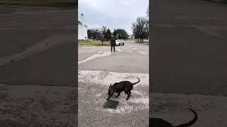 My Logos Morning Warmup, Dog Training, Service Dog, Dog Commands
