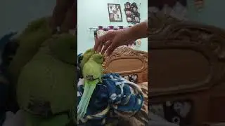 toto and koko is live