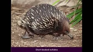 Monotremata - Echidna and platypus