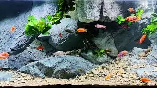 Malawi Tank TV