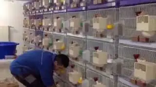 ΚΑΝΑΡΙΝΙΑ ΚΑΡΔΙΤΣΑΣ
