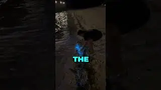 Have You Every Seen A Beach Glow In The Dark? (@patrickc_la)