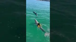 The Big Duck reel