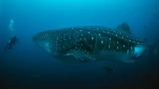 Hai-Schutz Tauchsafaris 2021