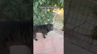Susu the dog knows how to ignore! #shorts #dog #pets #animals #funny