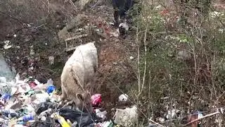 Cow eating garbage...Plastic can actually kill animals...#Shorts #REUSE #RECYCLE #REDUCE #Shorts