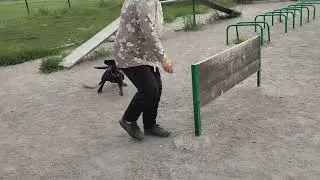 Service Dog Trainining At Home 🏠 Dogs Training Зоопсихолог 🐕 Моя Жизнь Кино 📽 Музей Псов Museum Dogs