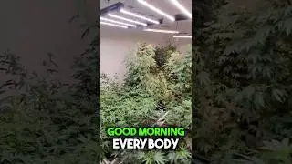 Mother Room Update: Clones, Greenhouse, and CBD Growth #420 #gardeningtips #garden #viral #farming